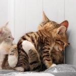 03 150x150 Worlds Cutest Animal Pictures!