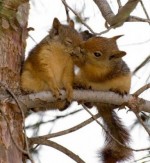 1208628042 022 nice fun animals 150x163 Worlds Cutest Animal Pictures!