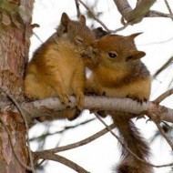  Worlds Cutest Animal Pictures!