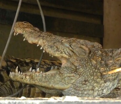 150 crocodiles, alligators rescued from Toronto-area home  4