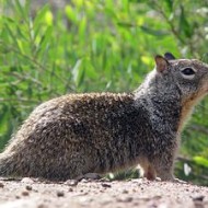 300px CA Ground Squirrel 190x190 Britney Moving Into $25,000 mo. House in Thousand Oaks