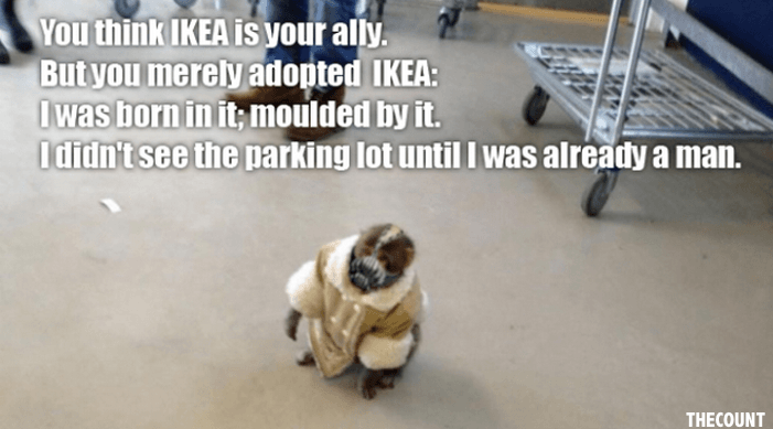 Best-of-Ikea-Monkey-the-Meme1.png