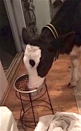Goliath cow thinks hes a dog
