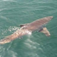  Another Great White Shark Patrolling Cape Cod (PHOTOS VIDEO!)