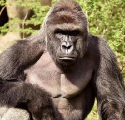 harambe-cincinnati-zoo-evacuated