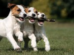 Have fun this weekend everyone Klaus Schurmann @ fotocommunity 150x112 Worlds Cutest Animal Pictures!