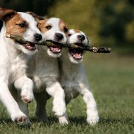  Worlds Cutest Animal Pictures!