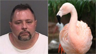 Joseph Corrao attacked Pink flamingo