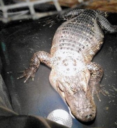 Lansing man kept alligator in home for 26 years, police say