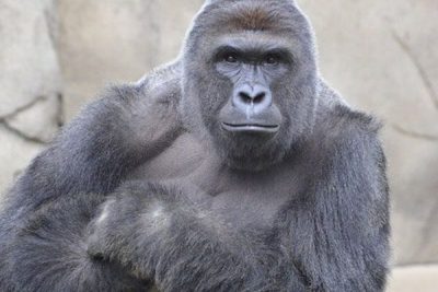 Michelle Gregg harambe gorilla boy