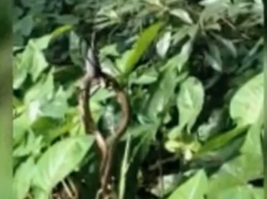 The Cairns resident caught a series of incredible snaps after walking into his mate's backyard to see the golden orb spider slowly devouring a brown tree snake yesterday. Read more: http://www.news.com.au/travel/news/spider-eats-snake-caught-on-camera/story-e6frfq80-1226332961171#ixzz25O2cRwrN Screen Shot 2012 09 02 at 11.46.16 PM Spider Eats Snake! CAUGHT ON CAMERA!