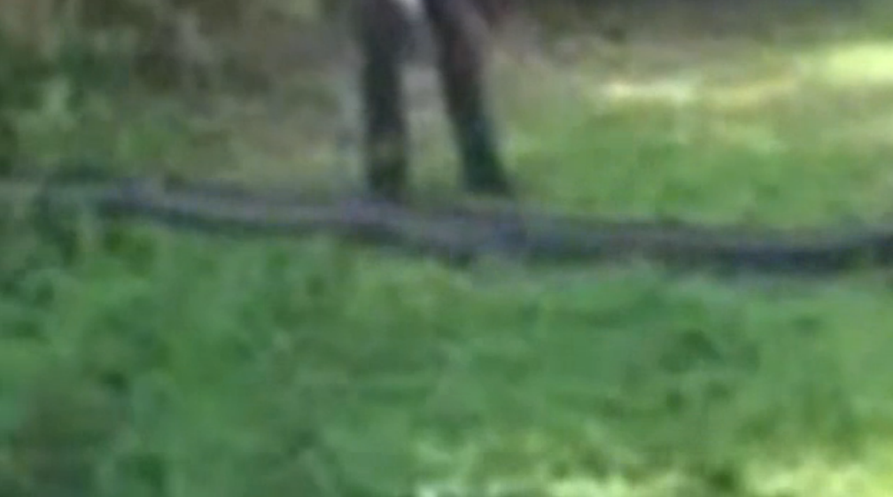 17 Foot Python Snake Interrupts Family Florida Picnic Screen Shot 2012 12 29 at 5.47.02 PM 17 Foot Python Snake Interrupts Family Florida Picnic