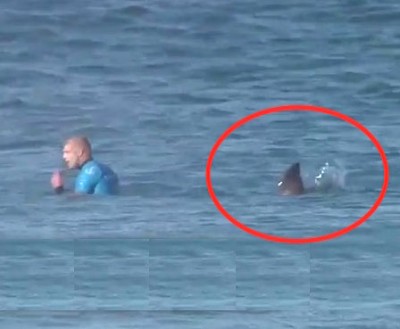 shark attack bay man surfer attacks killed same thecount mick fanning escaped area who advertisement