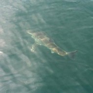  Another Great White Shark Patrolling Cape Cod (PHOTOS VIDEO!)