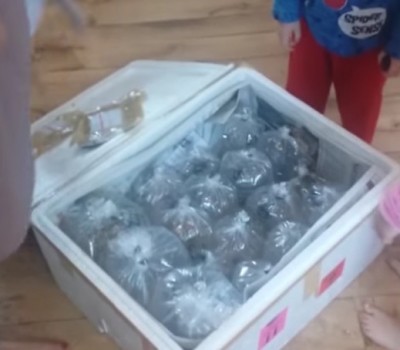 Woman Orders Glass Table On eBay Gets Bags Of 40 Live Fish 3