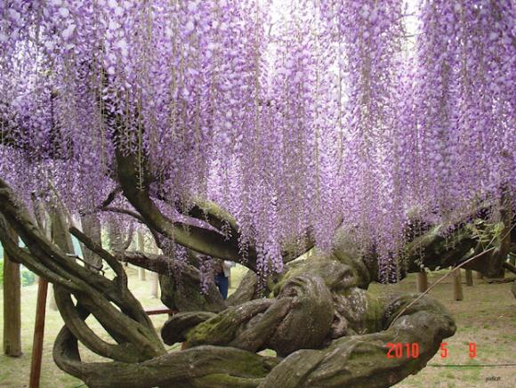 amazing fairy tale flower tunnel in japan 6