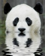 animal picture panda bear ucumari 150x187 Worlds Cutest Animal Pictures!
