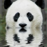  Worlds Cutest Animal Pictures!
