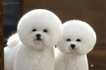 animalscuteanimallovedogfunny e2d8736a88e0127ad93416b6a0234288 h large 150x100 Worlds Cutest Animal Pictures!