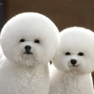 Worlds Cutest Animal Pictures!