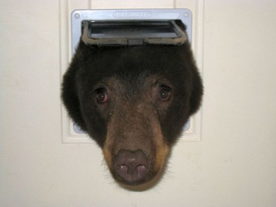 bear dog door idaho