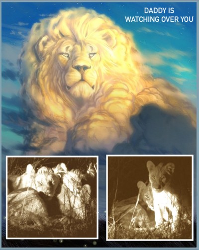 cecil lion cubs