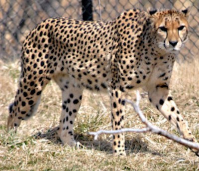 One of the Indianapolis Zoo's two female cheetahs paces in one of the yards in the cheetah exhibit. The two females - named Jira and Chiku - are littermates and are on loan from the Cincinnati Zoo. Photo by Megan Banta, TheStatehouseFile.com.