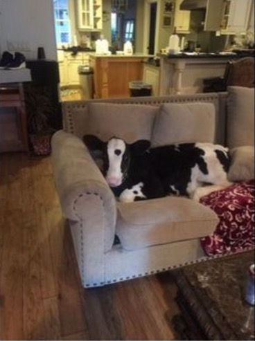 cow thinks hes a dog Goliath