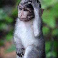  Worlds Cutest Animal Pictures!