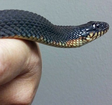 female yellow-bellied water snake