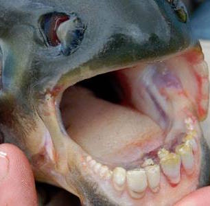 fish human teeth Pacu MI