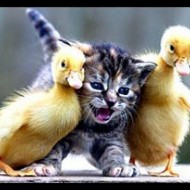  Worlds Cutest Animal Pictures!