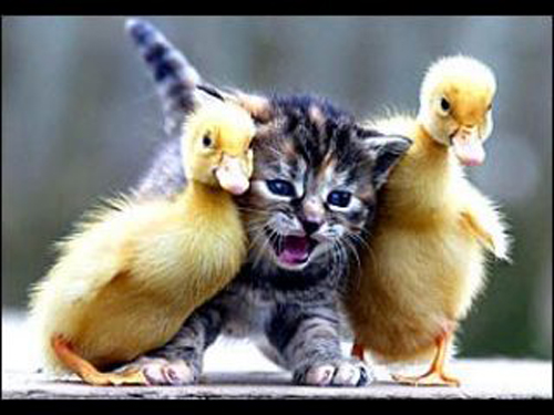 Funny and Cute Baby Ducks Pictures