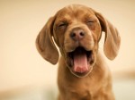 fun animals 742 10 150x112 Worlds Cutest Animal Pictures!