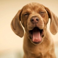  Worlds Cutest Animal Pictures!