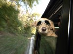 fun animals 742 2 150x112 Worlds Cutest Animal Pictures!