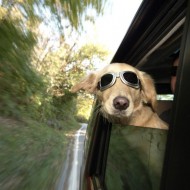  Worlds Cutest Animal Pictures!