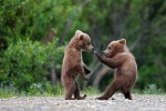 funny animal photos monkey riding dog 150x100 Worlds Cutest Animal Pictures!