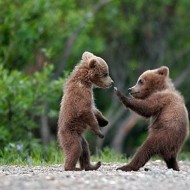  Worlds Cutest Animal Pictures!
