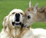 funny animal signs 2 150x123 Worlds Cutest Animal Pictures!