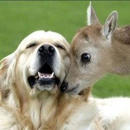  Worlds Cutest Animal Pictures!