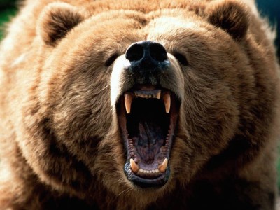 grizzly bear smashes window minnesota zoo 2