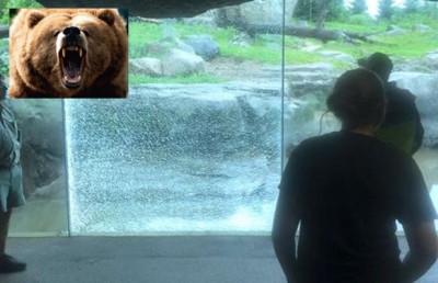 grizzly bear smashes window minnesota zoo