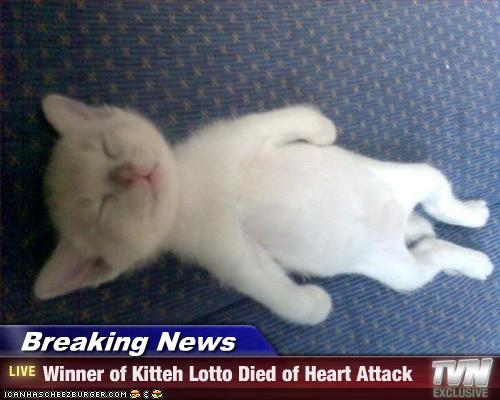 kitten lotto