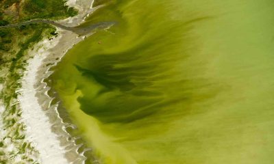 lake utal algee bloom update