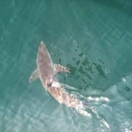  Another Great White Shark Patrolling Cape Cod (PHOTOS VIDEO!)