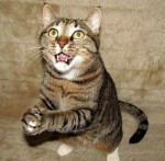 praying cat22 animal fun weird interesting 2009080322234110426 150x147 Worlds Cutest Animal Pictures!