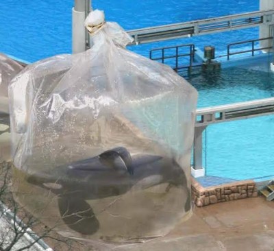 seaworld orcas plastic bags