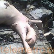 Strange Creature Discovered in Panama weird animal found in panama01 190x190 Strange Creature Discovered in Panama