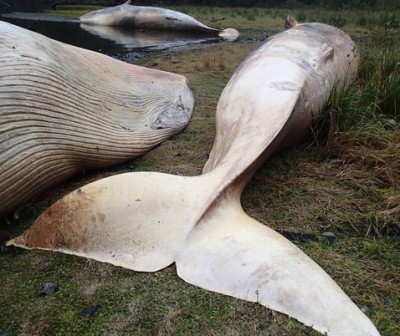 In this photo taken on April 21, 2015, and released on Tuesday, Dec. 1, 2015, by the Huinay Scientific Center, Sei whales lie dead at Caleta Buena, in the southern Aysen region of Chile. The coast of southern Chile has turned into a grave for 337 sei whales that were found beached in what scientists say is one of the biggest whale strandings ever recorded. (Vreni Haussermann/Huinay Scientific Center via AP)